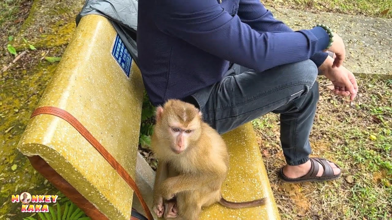 If only I could find a way to bring Monkey Kaka back, she would have a better life.