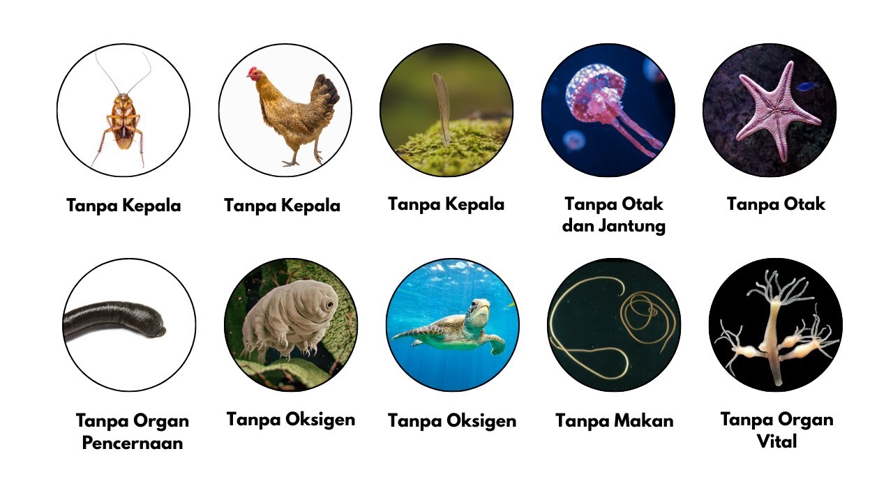 Semua Hewan yang Bisa Hidup Tanpa Organ Penting Dijelaskan dalam 9 Menit!