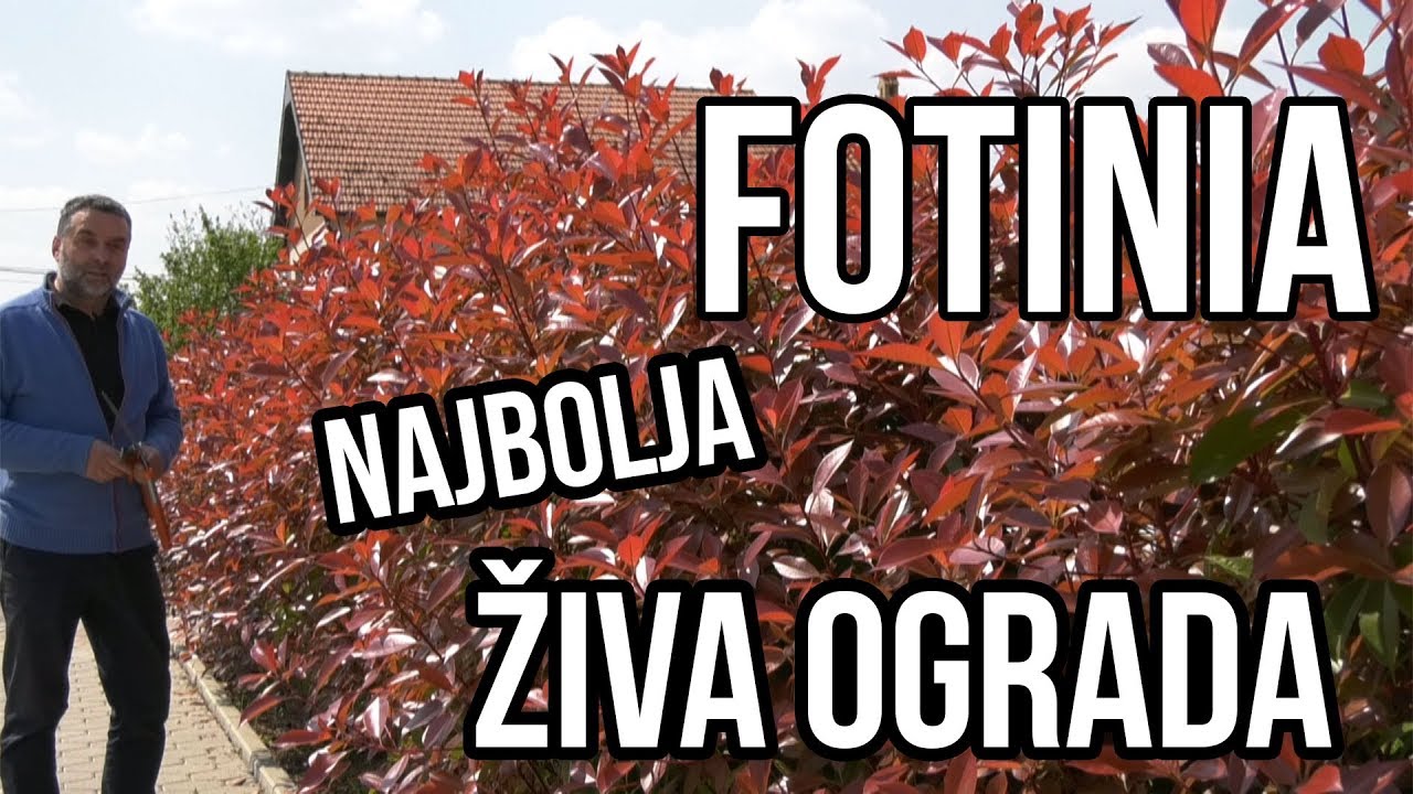 Fotinia-Photinia