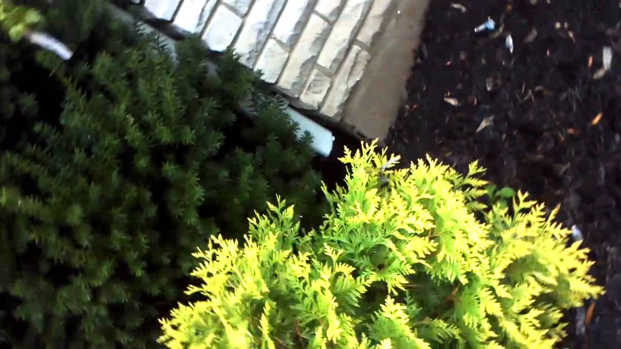 Niagara Home Inspection - Maple Trust Inspections - St. Catharines Wet Basement