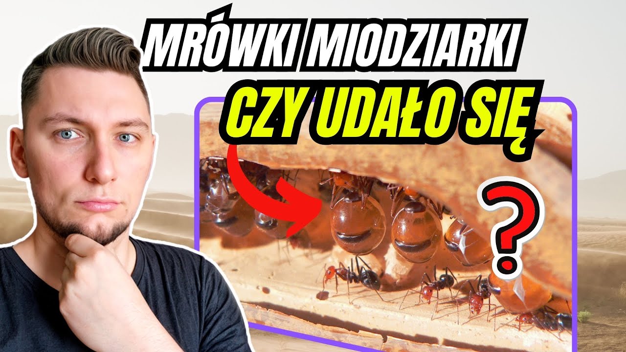 Jak Mr&oacute;wki Miodziarki Budują Swoje IMPERIUM?