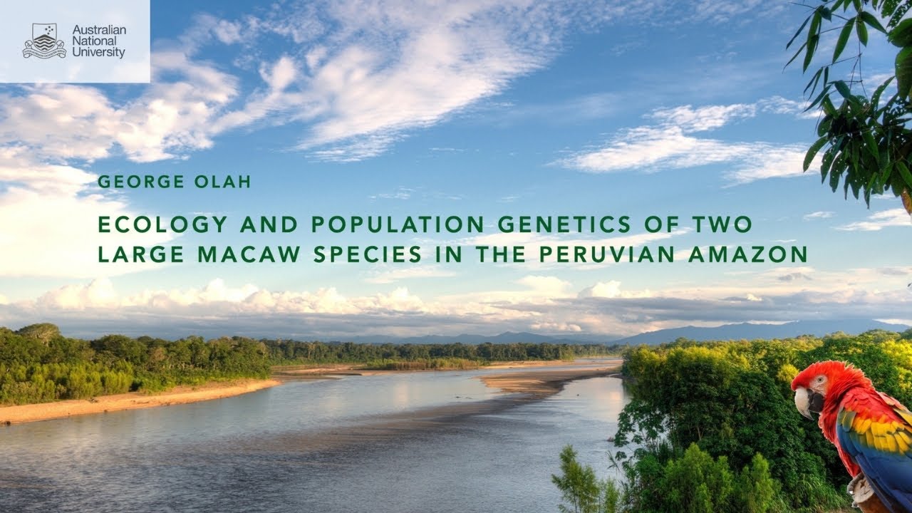 Ecology and population genetics of two large macaw species in the Peruvian Amazon | George Olah