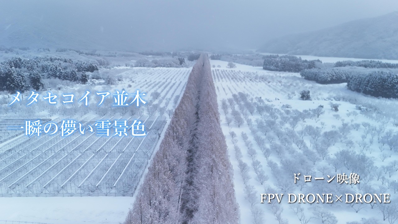 滋賀県メタセコイア並木。一瞬の儚き雪景色をドローン撮影/FPV DRONE×DRONE　FOOTAGE