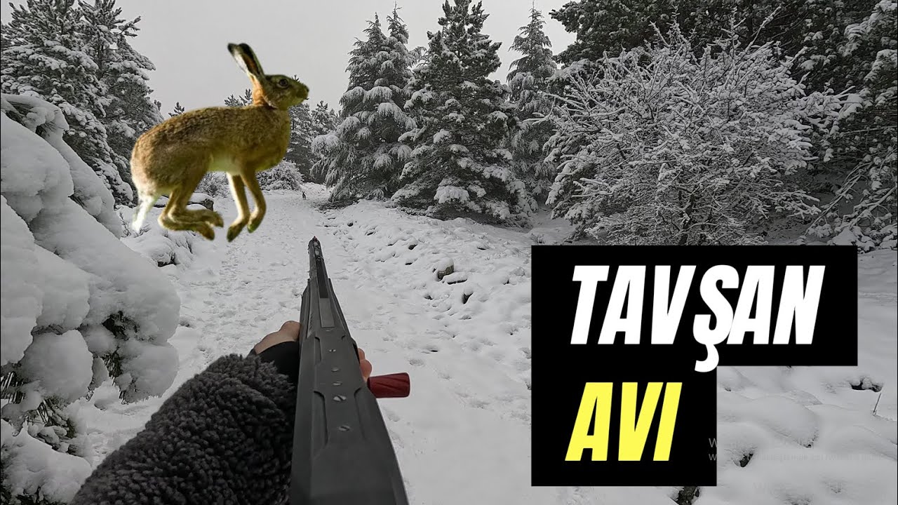 TAVŞAN AVI KARLI MERADA KOPAY K&Ouml;PEKLERİ İLE NET VURUŞ ANLARI NET KOPAYLARIN SESİ (RABBIT HUNTING)