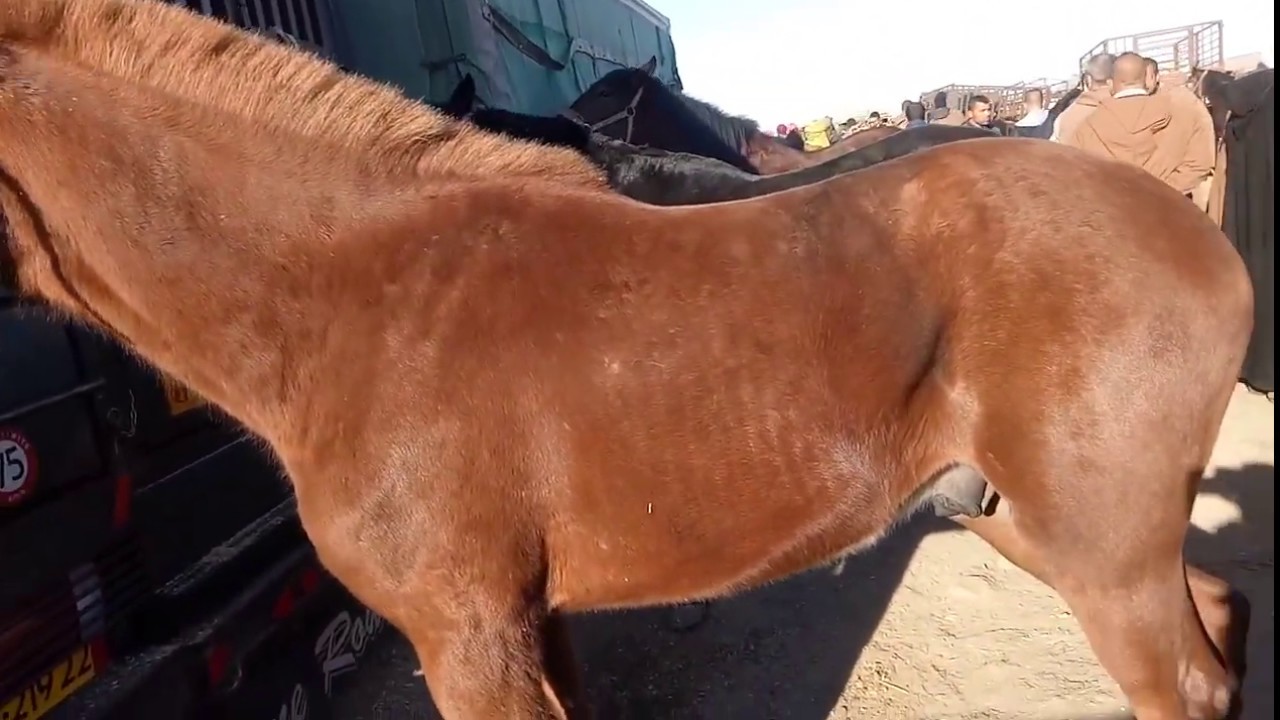 سوق الخيل في الجزائر 2020
