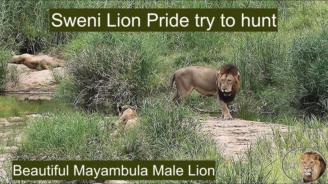 Watch The Sweni Lion Pride And A Myambula Male Lion Trying To Hunt