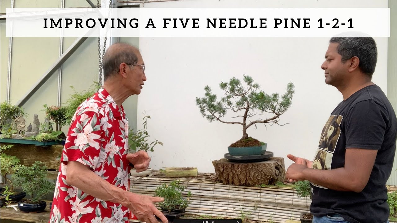 Improving a Five Needle Pine 1 2 1