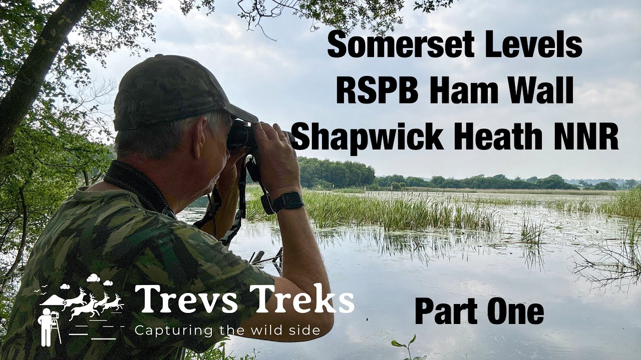 Somerset Levels RSPB Ham Wall Shapwick Heath Bird Watching & Photography Canon R7 RF100-500 Part One