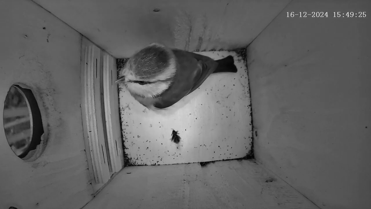 Blaumeisenkasten - Blue tit Nesting Box - 16.12.24 - 22.12.24