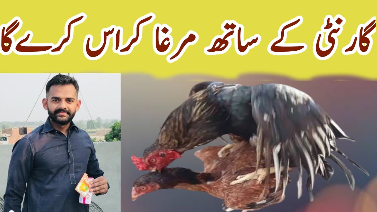 Ab murga murgi ko cross krega | aseel murga ab cross krega | aseel murga cross kiyon nahi karta