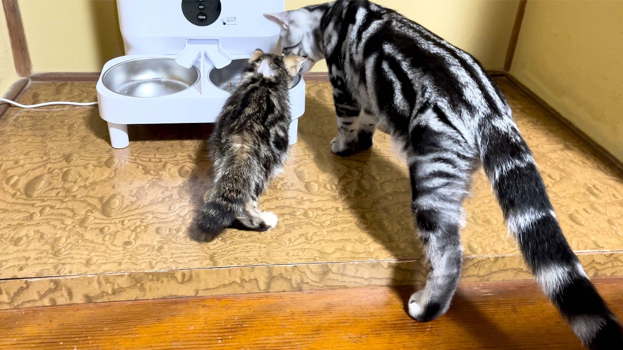 FIP闘病中の子猫、快方に向い始めた5日間。