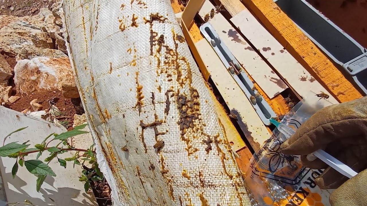 FORMİK ASİT KULLANIMI ALİŞTIRMALIK 2CC İLK UYGULAMA#VARROA MÜCADELESİ ASİT KULLANIMI#varroa#arıcılık