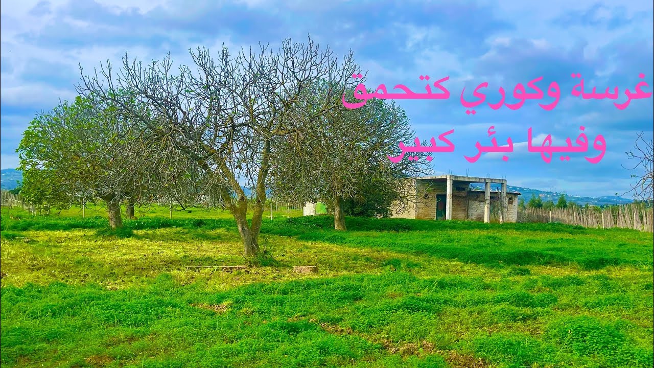 كوري وغرسة راءعة وفيها بير مساحة 4500متر0703640826نواحي الخميس انجرة طنجة