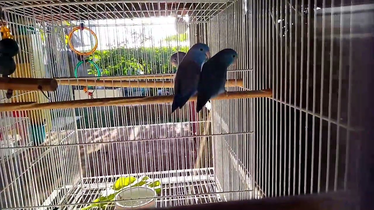 Mostrando meu Criadouro de Calopsita, forpus Coelestis e Ring Neck Psittacula Krameri
