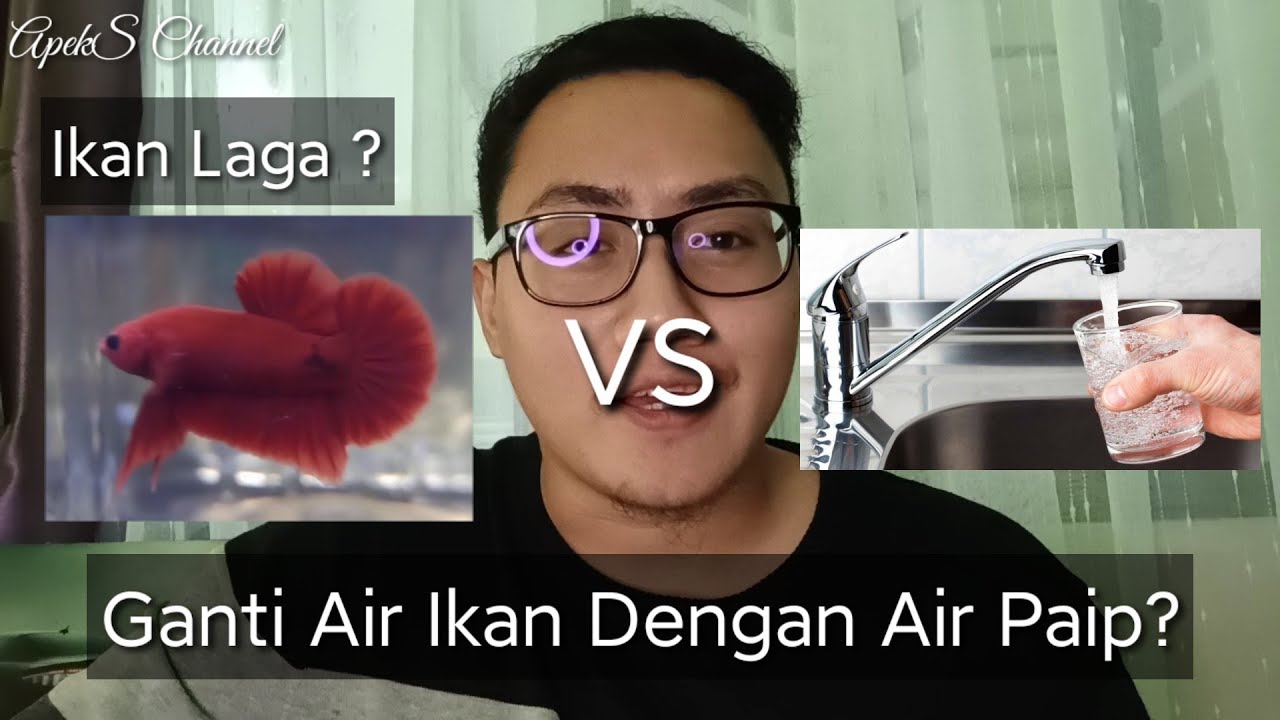 Tukar Air Ikan Laga: Apa Air Terbaik untuk Betta Fish?