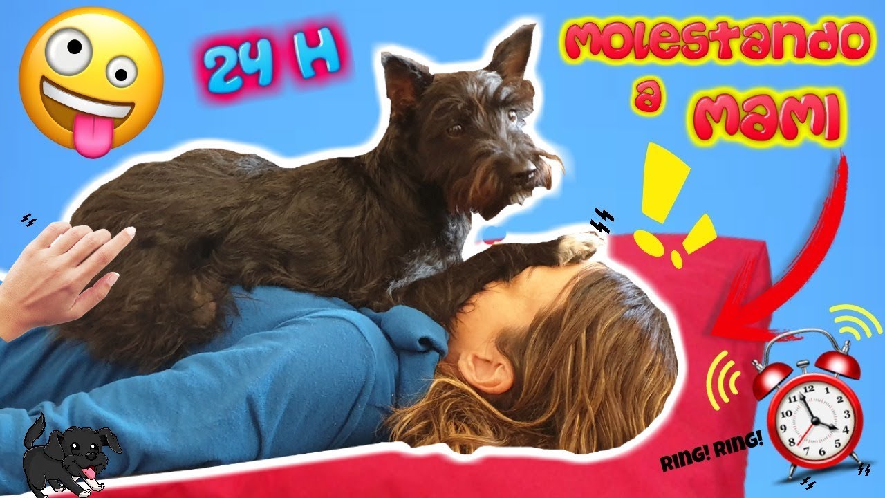 24 HORAS MOLESTANDO A MI MAMÁ humana/ Retos Lana