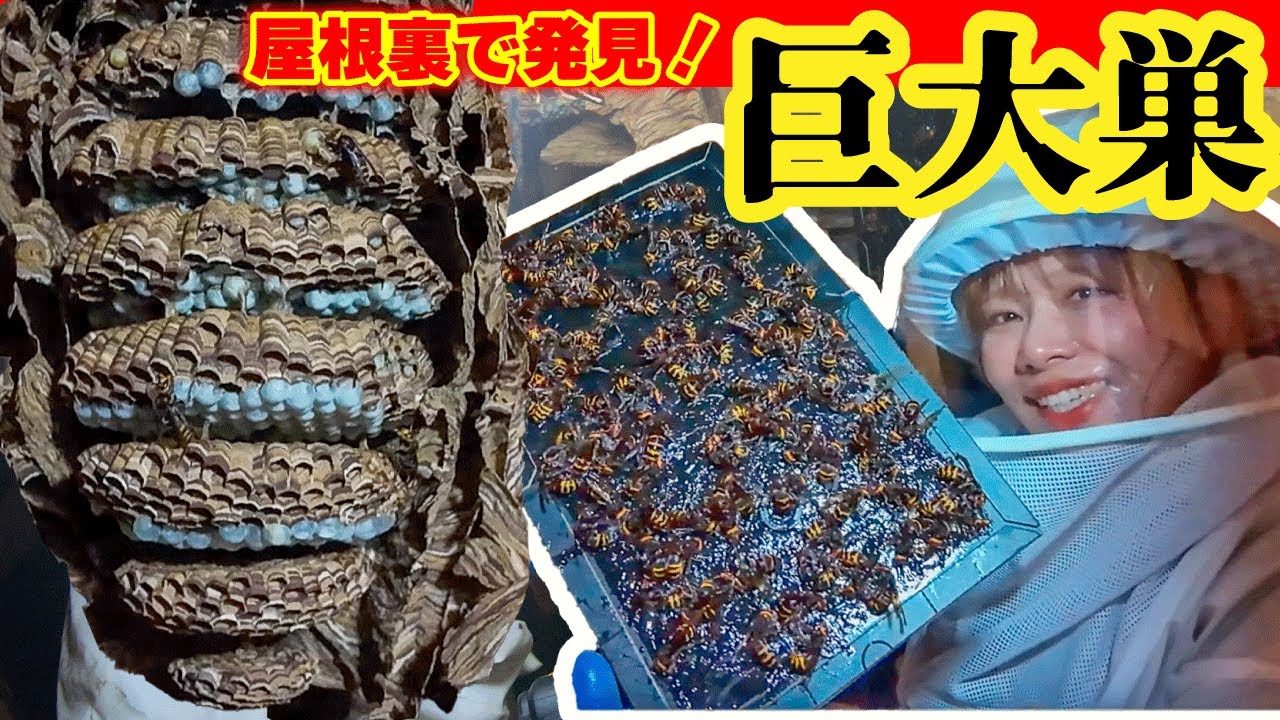 屋根裏で巨大モンスズメバチの巣発見