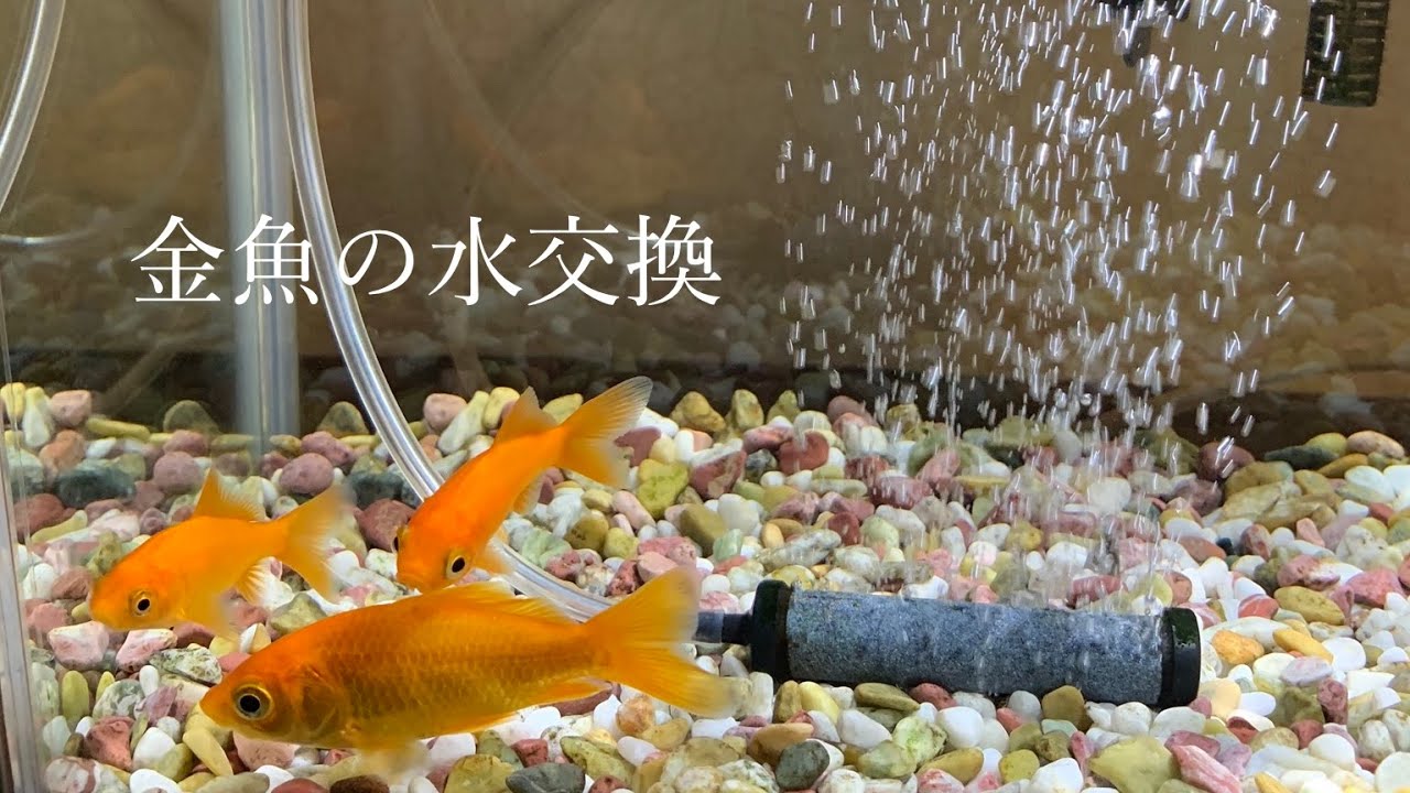 金魚の水交換　＃１