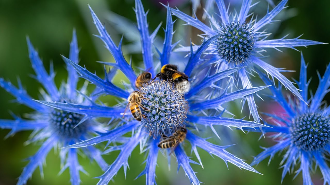 Kom med en tur i Blomsterhaven