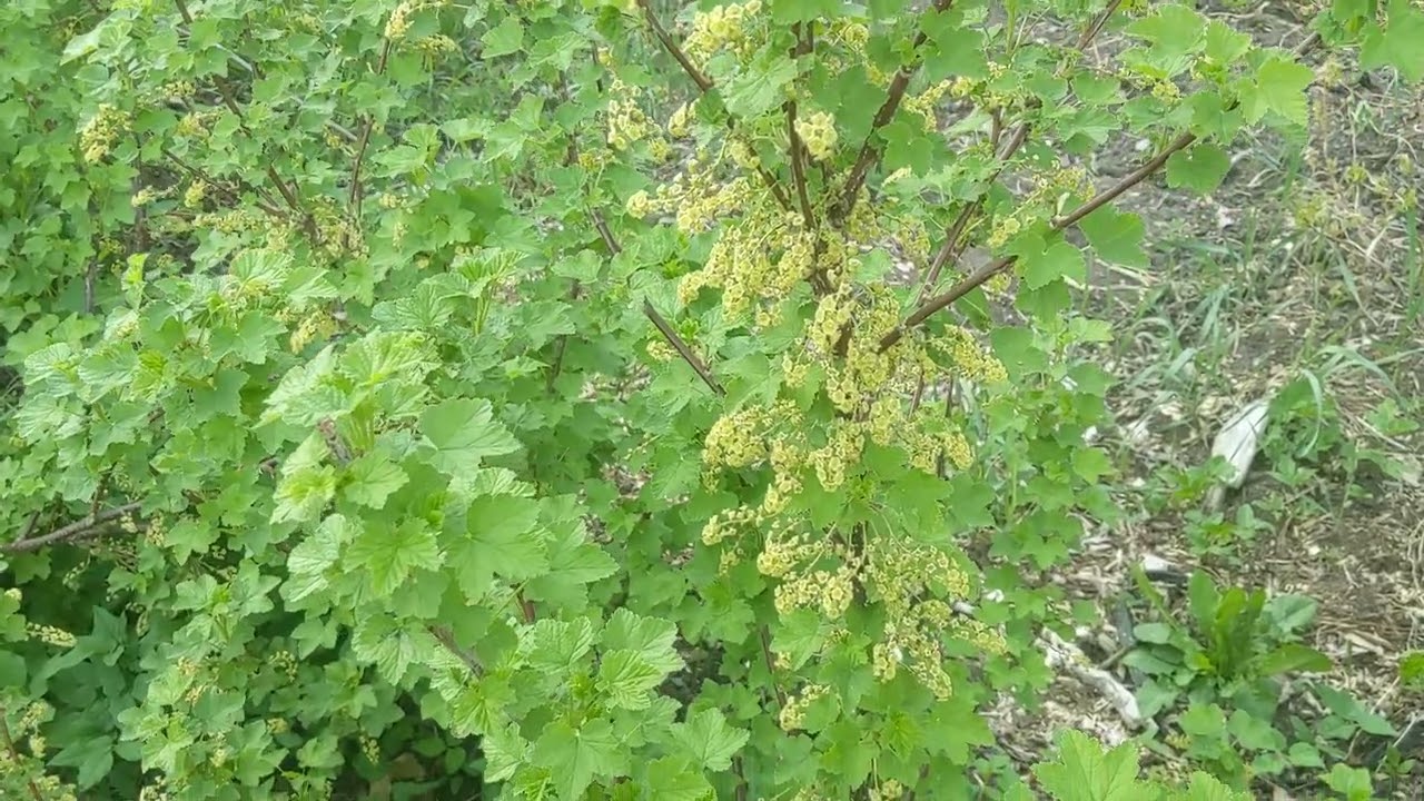 Выращивание смородины, крыжовника и других культур в саду