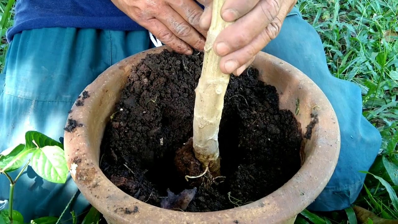 Papaya. How to grow and how to eat.