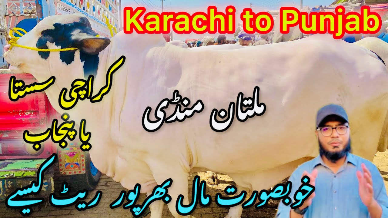 Multan Mandi punjab | Cattle Rates Update ❤️ || 14 april 2025 || Cow Mandi 2025 Karachi to Punjab 🔥