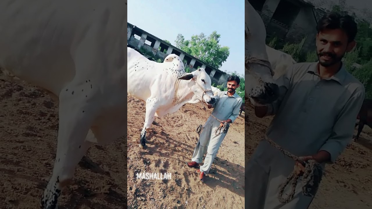 Dhanni bull quarbani 2020