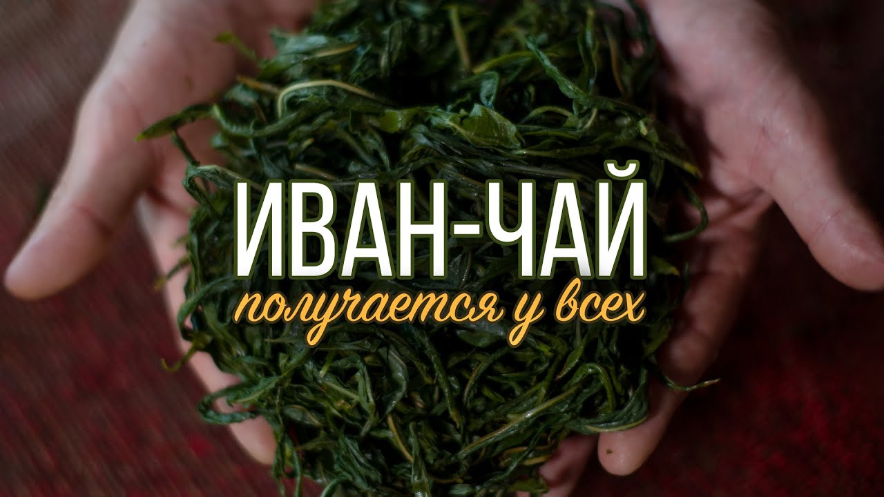 Иван чай | Заготовка, ферментация, сушка, хранение, заваривание.