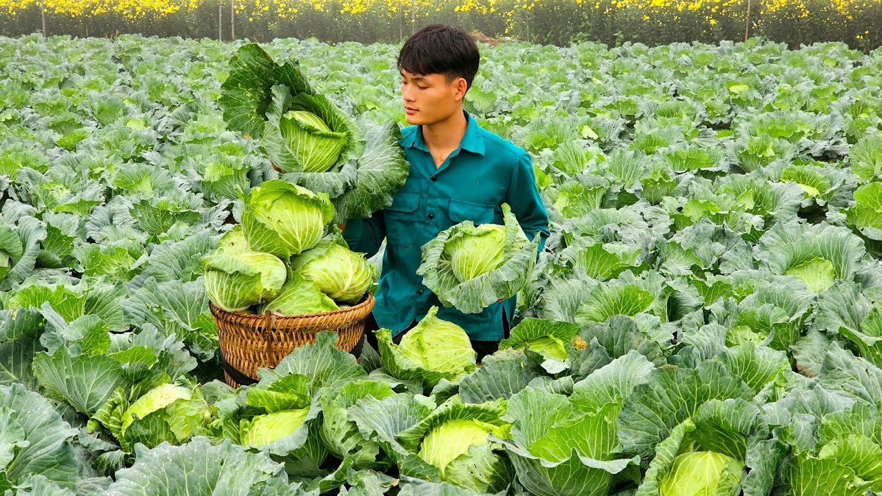VIDEO FULL: 90 Days Harvest Star Fruit, Cabbage, Round Eggplant, Papaya, Go sell - Forest life