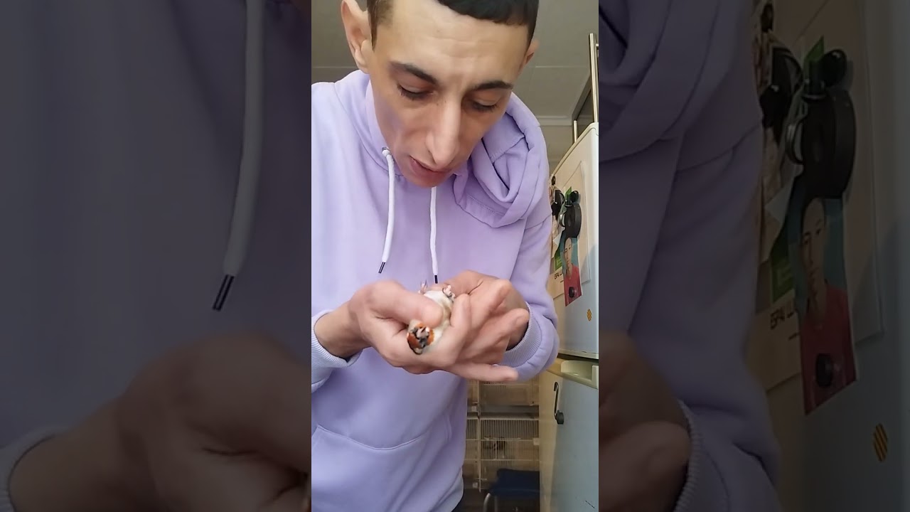 جديد طفرة الحسون الاسود شاربوني و بعدض الطفرات البيضاء عشاق الطيور سمحت لينا على التاخير  شكرا