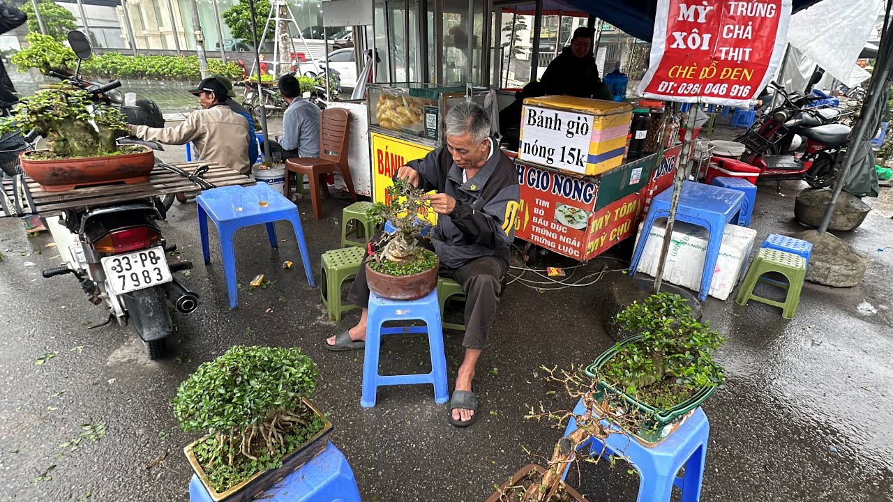 CHỊ LIÊN, TRÙM ỔI BONSAI CHỢ VẠN PHÚC - BÁO GIÁ CÂY ÔNG TỴ VÀ THUẬN CHACO