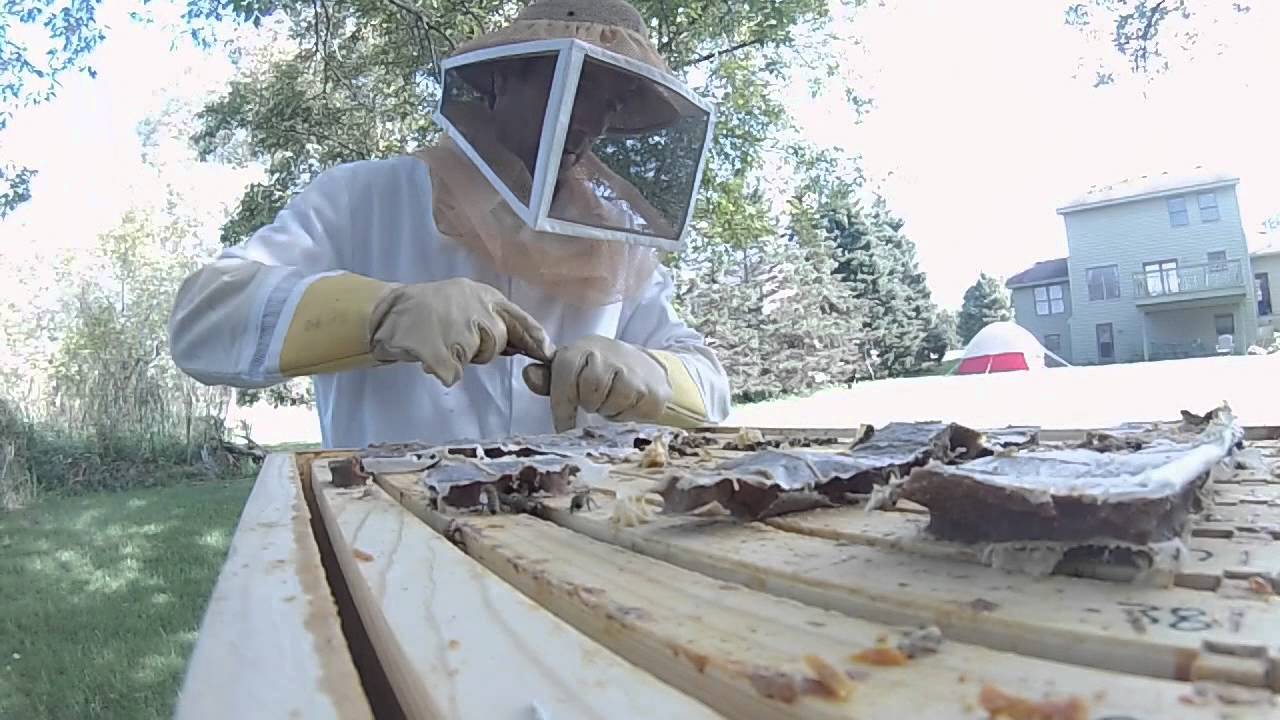 Suburban Beekeeping, What to expect as a Backyard Beekeeper.