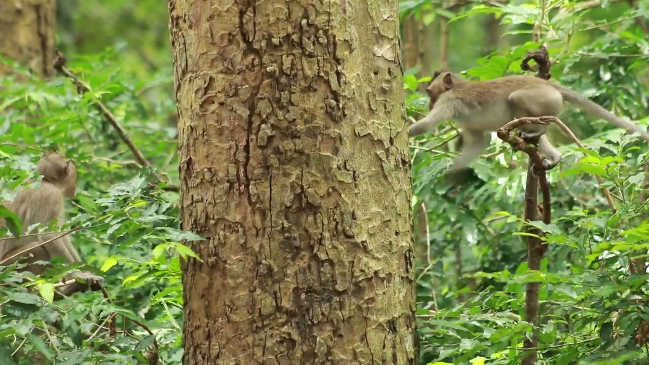 Monkey Yamasaki  Walking Fast To Find Lover in Forest -/ MA-D.857