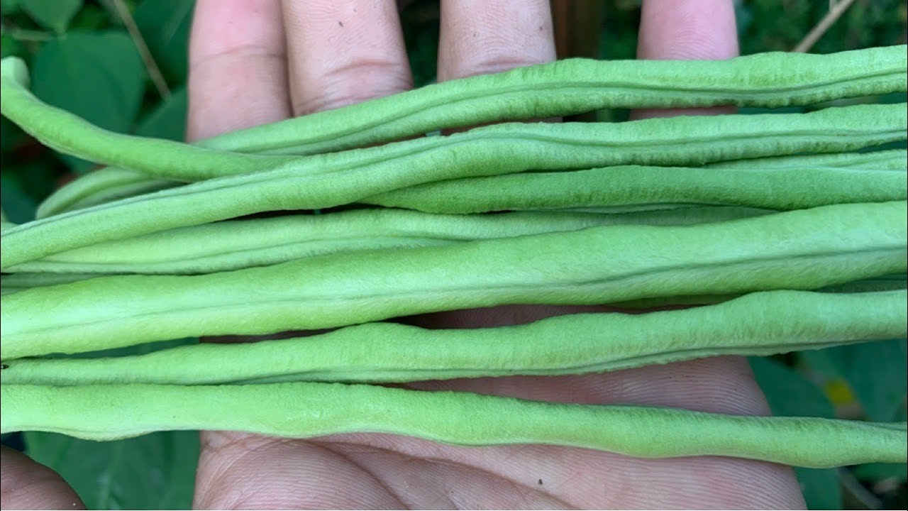 Long Bean Growing | | How To Grow Yard Long Bean | Green Bean Growing