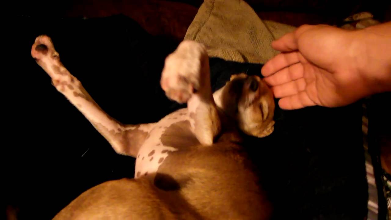 Cappuccino needs your help!!!  URGENT!!  (By Eldad Hagar) #chihuahua