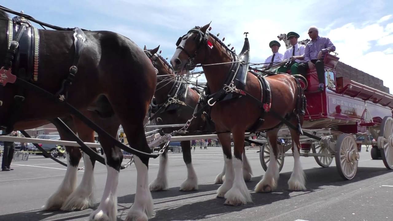 The Budweiser Clydesdales at University of Tennessee College of Veterinary Medicine