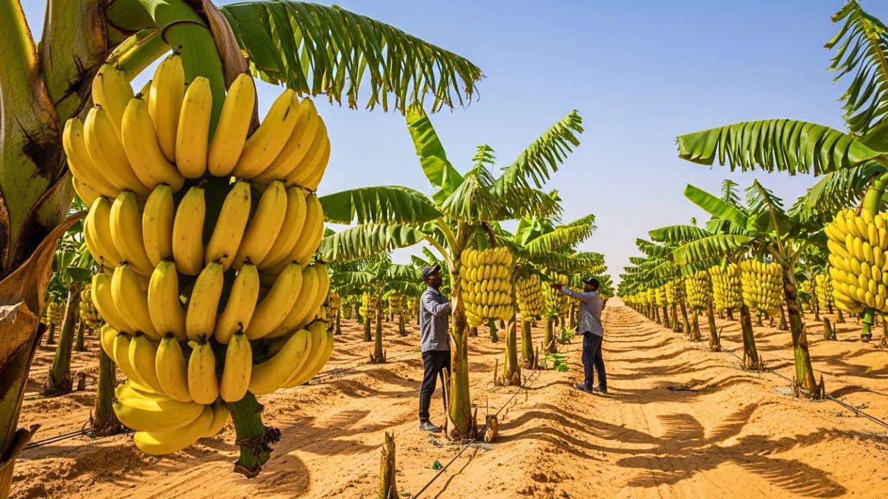 Intentaron Cultivar Plátanos en el Desierto del Sahara — Los Resultados Te Sorprenderán 🌴
