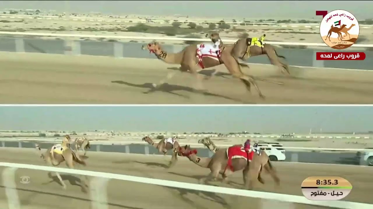 الشوط 9 ..  قلايد لـ جمعة راشد سعيد حمد بالغافريه الفلاسي 12:31:44 (*مهرجان الامير الوالد 2026* )