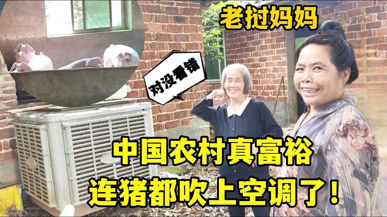 第一次來中國農村，連猪都有空調房，老撾媽媽震驚：我沒看錯吧？