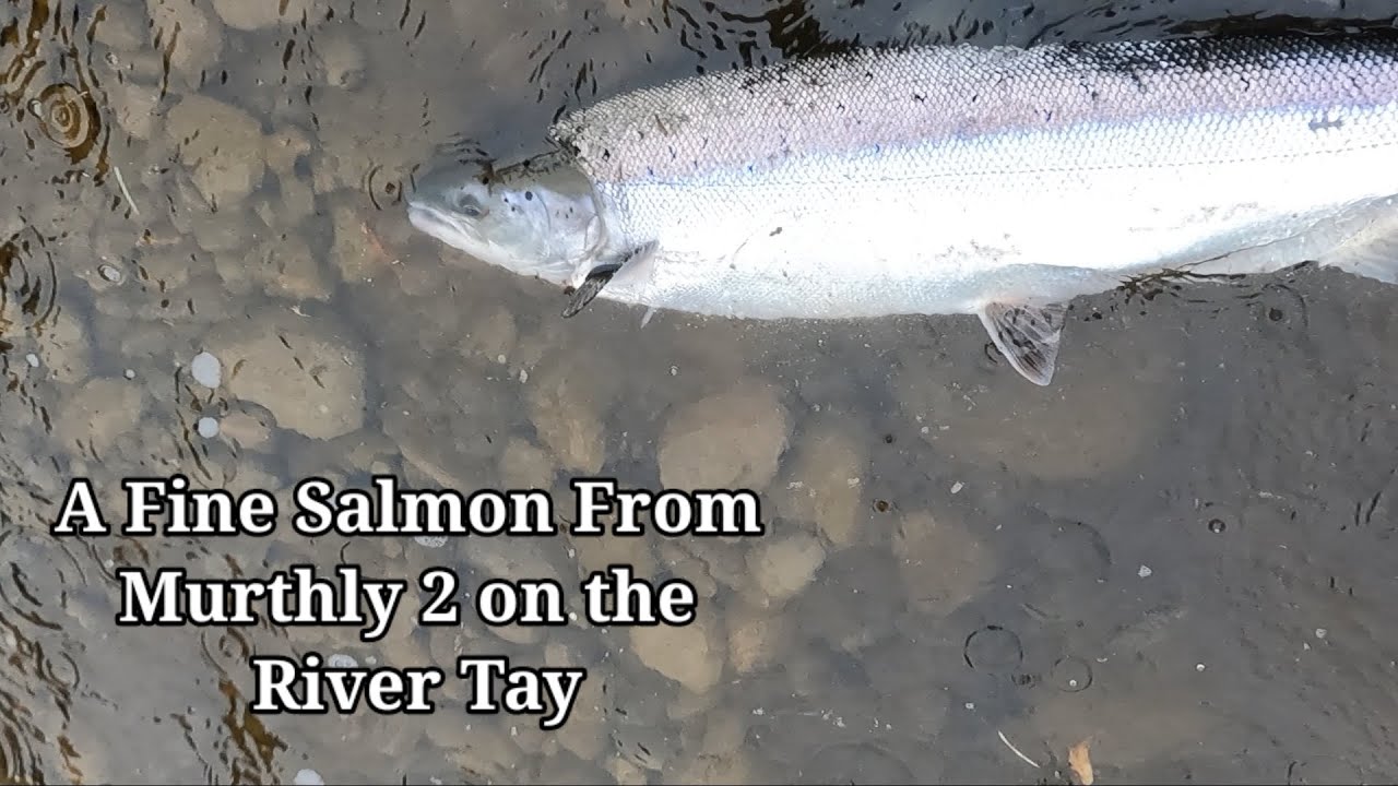 Scottish Salmon Fishing, Murthly 2 2024