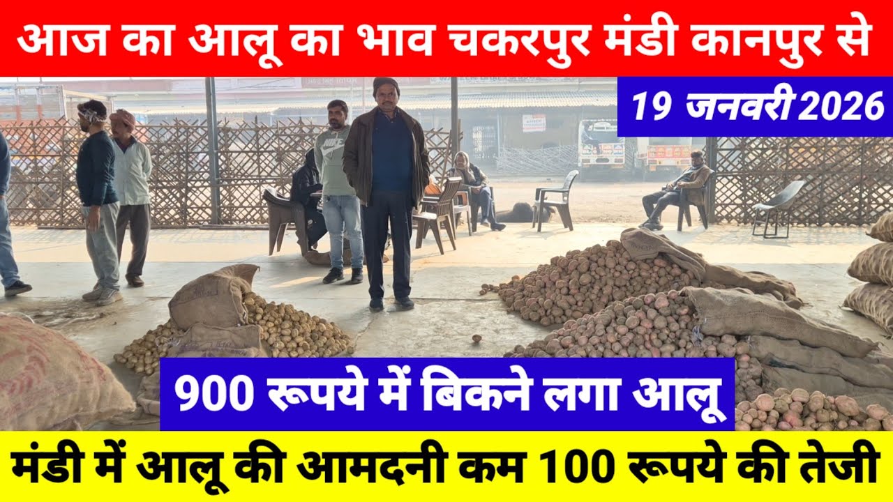 आज का आलू का भाव चकरपुर मंडी कानपुर से 19 जनवरी 2026 || मंडी में आलू की आमदनी कम 100 रूपये की तेजी