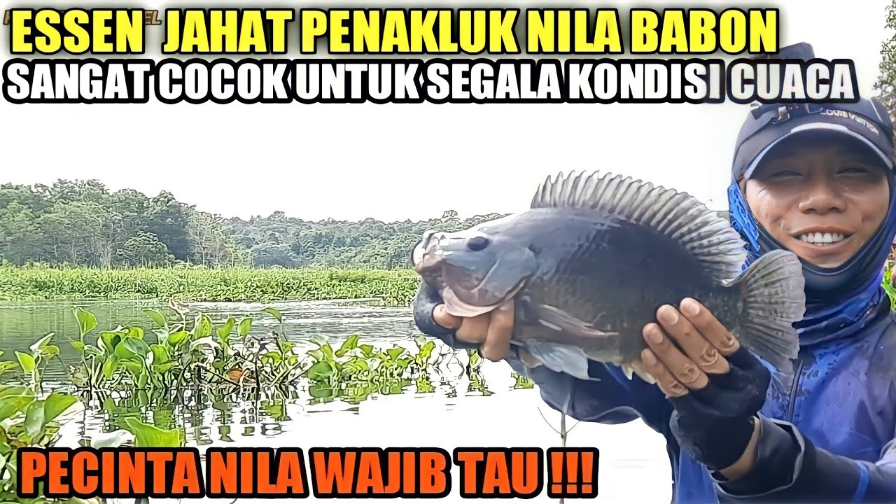 ESSEN JITU IKAN NILA BABON || UMPAN JITU