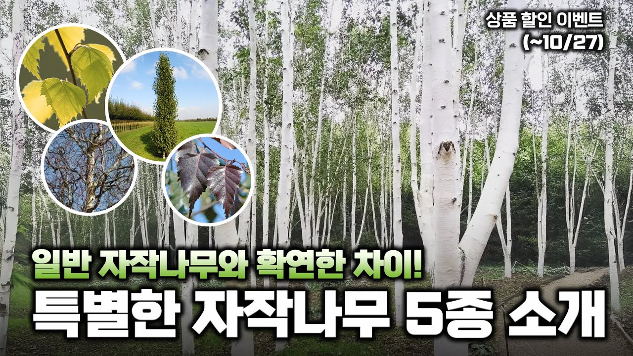 특별한 자작나무 5종을 소개합니다!🌳 댓글과 할인이벤트도 진행합니다🎁