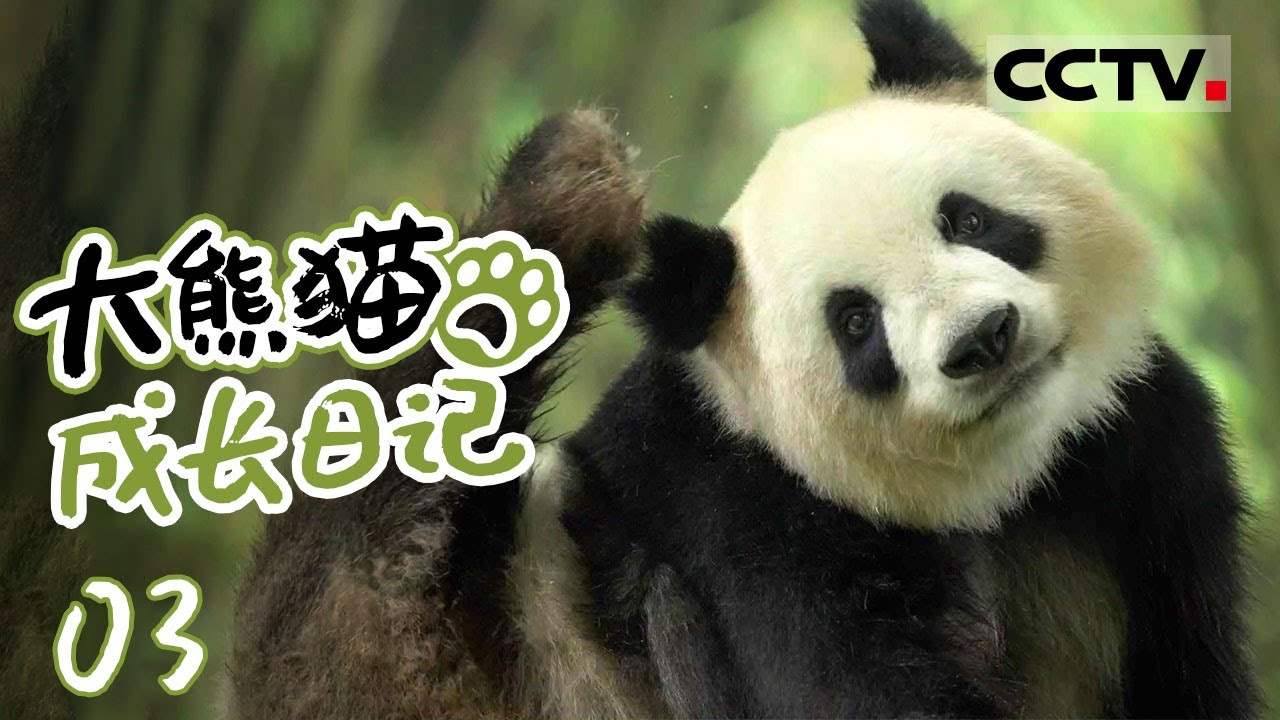 《大熊猫成长日记》03 都江堰基地熊猫日常来袭！张卡一家挠痒标记领地 青宝高空爬树 叻叻与青仔兄妹社交【CCTV纪录】
