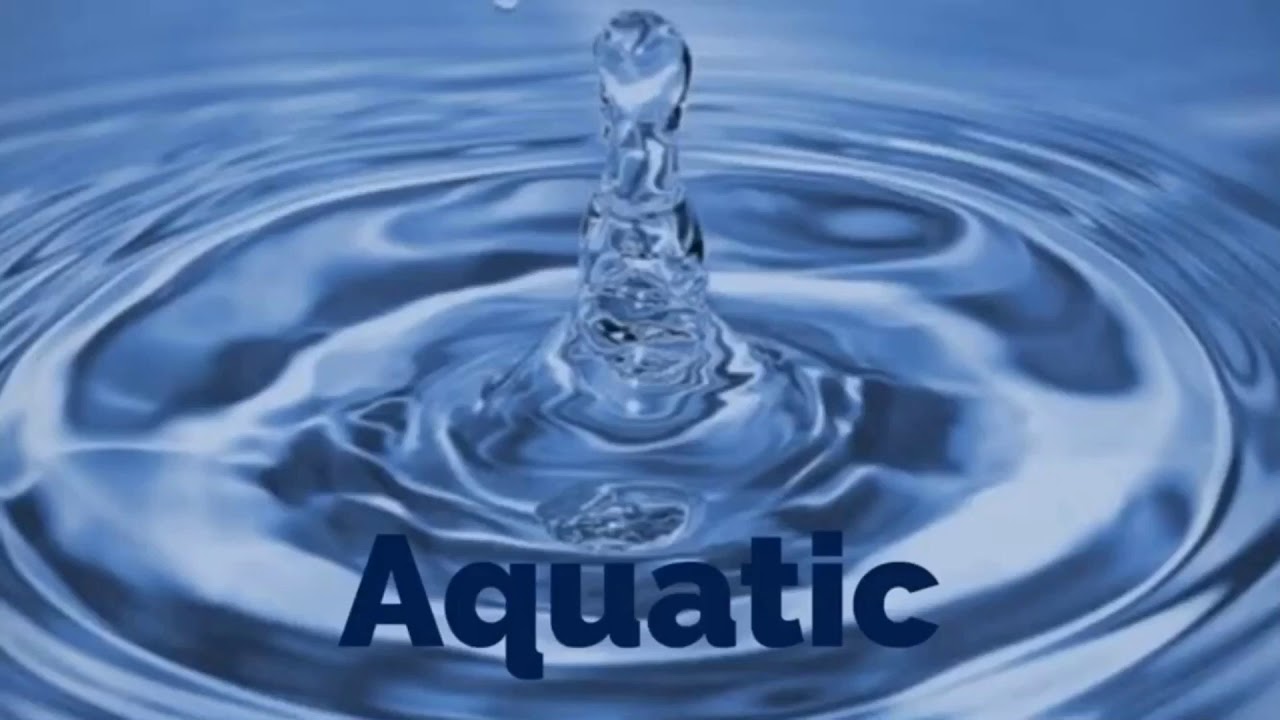Erif - Aquatic (Official Music Video)