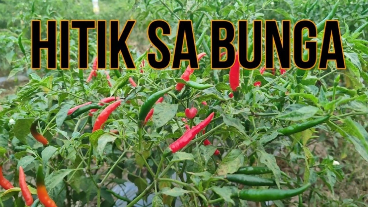 ANG MAANGHANG NA KATOTOHANAN SILI SA LIKOD BAHAY | BUHAY BARYO BUHAY MAGSASAKA