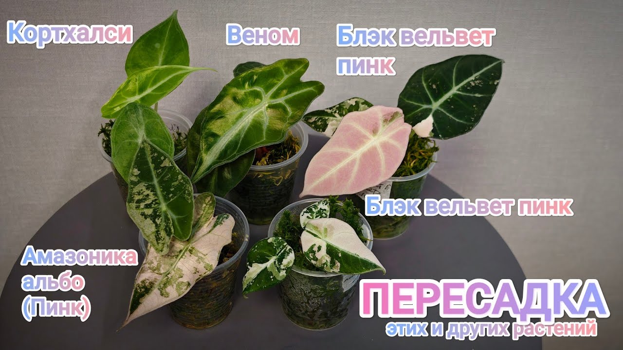 ПЕРЕСАДКА АЛОКАЗИЙ из мха в грунт🤗 Блэк вельвет Пинк, Веном, Кортхалси, Амазоника Альбо и Диоскорея😅