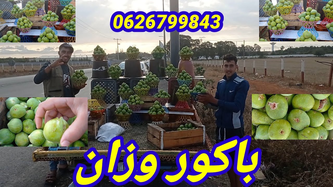باكور وزان فاكهة التين الباكور#الفاكهة الموسمية#برنامج يوم جديد #الطريق الرئيسية #تمارة #تامسنا#ثمن