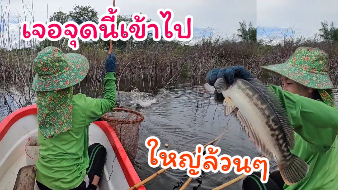 #ตกปลาคันไม้ไผ่ เจอจุดนี้เข้าไป ใส่เหยื่อแทบจะไม่ทัน งัดงัดงัด