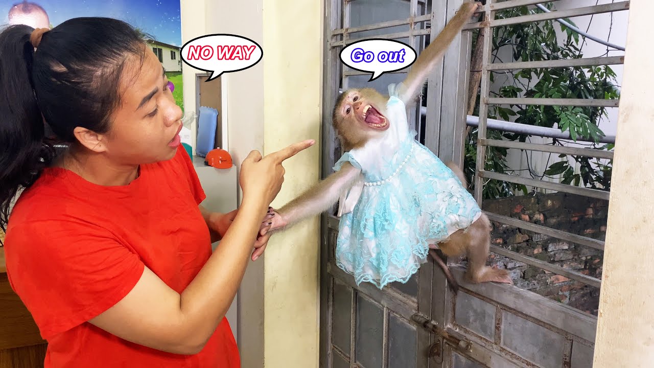 Monkey Lyly DETERMINED to go out in the yard when it was raining, making her mother confused.